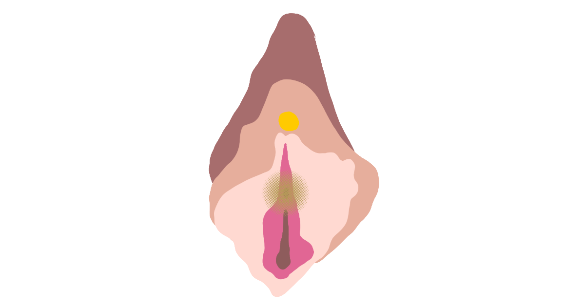 An illustration of a vulva with the U-spot highligted in gold